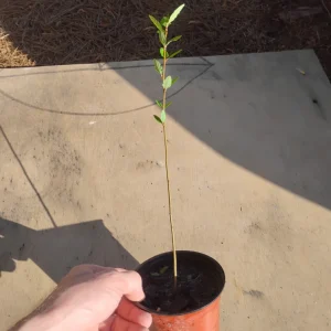 River Birch Tree Live Plant – Betula nigra Sapling – 1 Quart Pot – Outdoor - Image 3