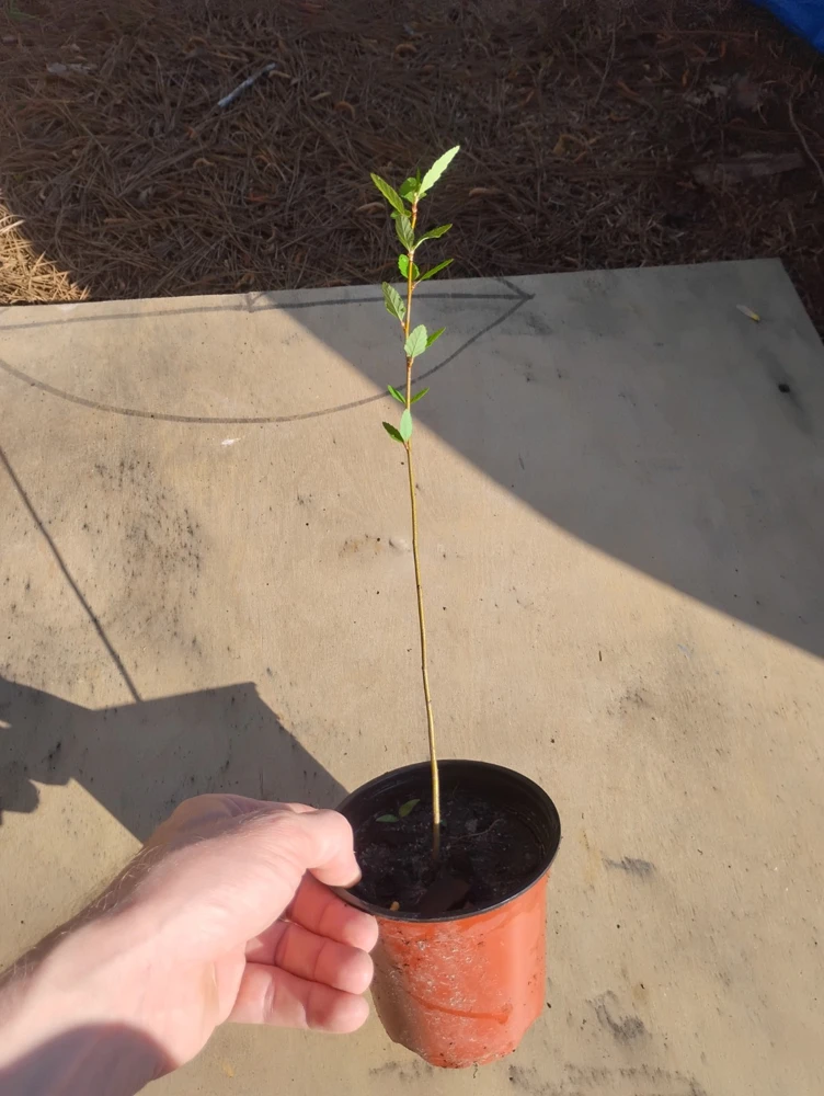 River Birch Tree Live Plant – Betula nigra Sapling – 1 Quart Pot – Outdoor - Image 3