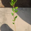River Birch Tree Live Plant – Betula nigra Sapling – 1 Quart Pot – Outdoor - Image 1