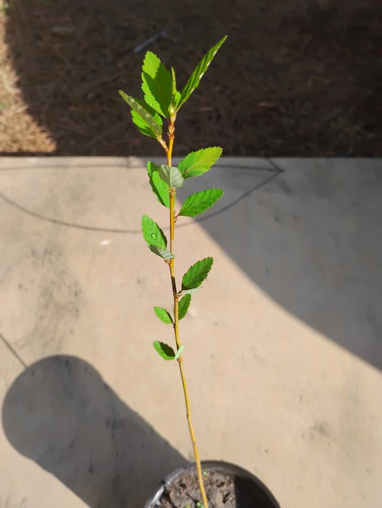 River Birch Tree Live Plant – Betula nigra Sapling – 1 Quart Pot – Outdoor - Image 1