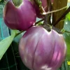 Rosa Bianca Eggplant Live Plant – Italian Aubergine Seedlings – 2 Pack – 5-8" Tall - Image 1