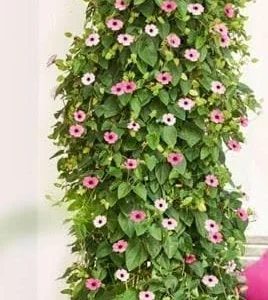 Rose Black Eyed Susan Vine Live Plant - Perennial Climber - Image 2