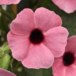 Rose Black Eyed Susan Vine Live Plant - Perennial Climber - Image 1