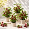 Roselle Hibiscus Live Plant Set - 4 Plants, 4-8 Inch Tall, Edible Calyces - Image 1