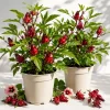 Roselle Hibiscus Live Plants, Set of 2, 4-8 Inch Tall, Edible Calyces, Outdoor - Image 1