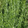 Rosemary Arp Live Herb Plant – 5-9 inch Seedlings – Outdoor/Indoor - Image 1