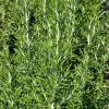 Rosemary Arp Live Herb Plant 5-9 inches - Aromatic & Hardy Garden Seedling - Image 1