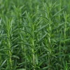 Rosemary Live Herb Plant – 5-9 inch Tall Seedling for Culinary & Garden - Image 1
