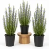 Rosemary Live Plants - Set of 3, 4-6 Inch Tall Culinary Herb Shrubs for Indoor/Outdoor - Image 1