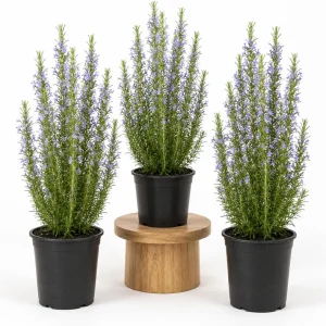 Rosemary Live Plants - Set of 3, 4-6 Inch Tall Culinary Herb Shrubs for Indoor/Outdoor - Image 1