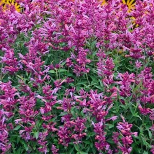 Rosie Posie Butterfly Bush Shrub - Live Plant - Fragrant Magenta Flowers - Image 2