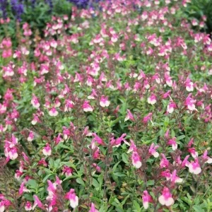 Salvia Rose Mirage Bicolor Live Plant - Pink & White Perennial Flower - Image 2