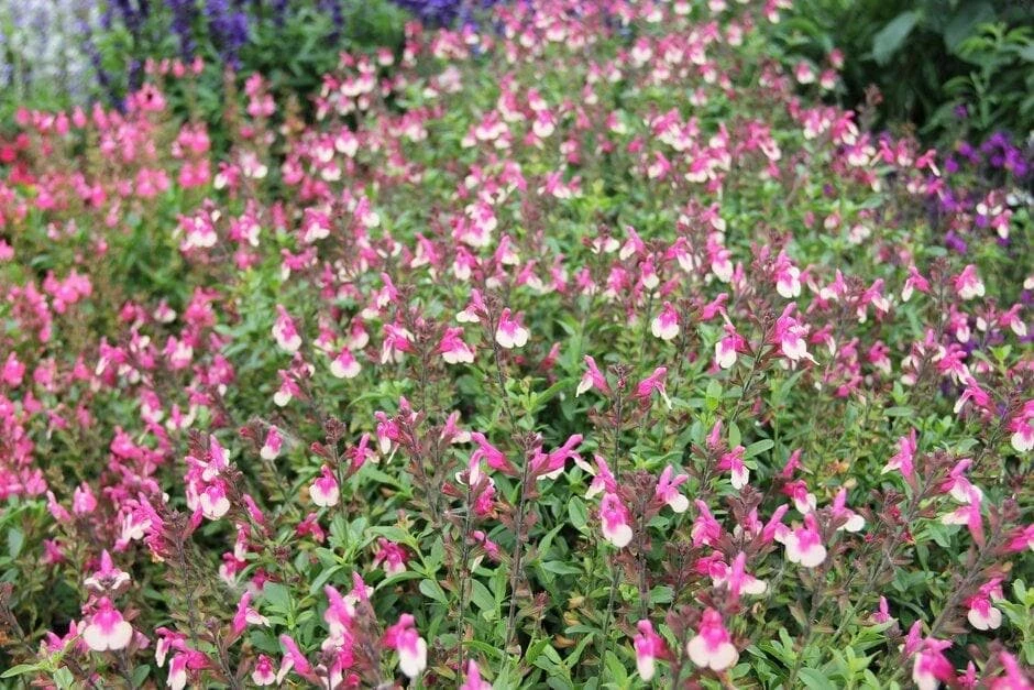 Salvia Rose Mirage Bicolor Live Plant - Pink & White Perennial Flower - Image 2
