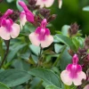 Salvia Rose Mirage Bicolor Live Plant - Pink & White Perennial Flower - Image 1
