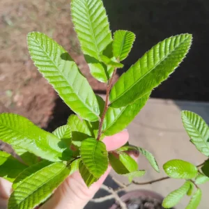 Sawtooth Oak Live Tree – 1 Gallon Pot – Outdoor Landscaping Plant - Image 3