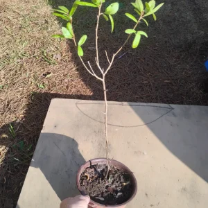 Sawtooth Oak Live Tree – 1 Gallon Pot – Outdoor Landscaping Plant - Image 4