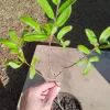 Sawtooth Oak Live Tree – 1 Gallon Pot – Outdoor Landscaping Plant - Image 1