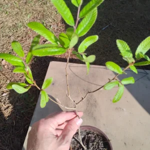 Sawtooth Oak Live Tree – 1 Gallon Pot – Outdoor Landscaping Plant - Image 1