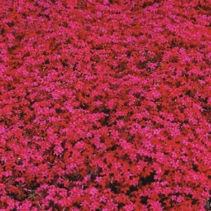 Scarlet Flame Creeping Phlox Live Plant - Red Perennial Flower for Full Sun - Image 1