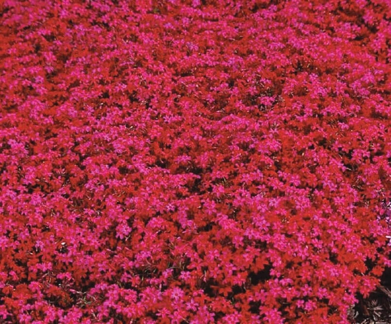 Scarlet Flame Creeping Phlox Live Plant - Red Perennial Flower for Full Sun - Image 1