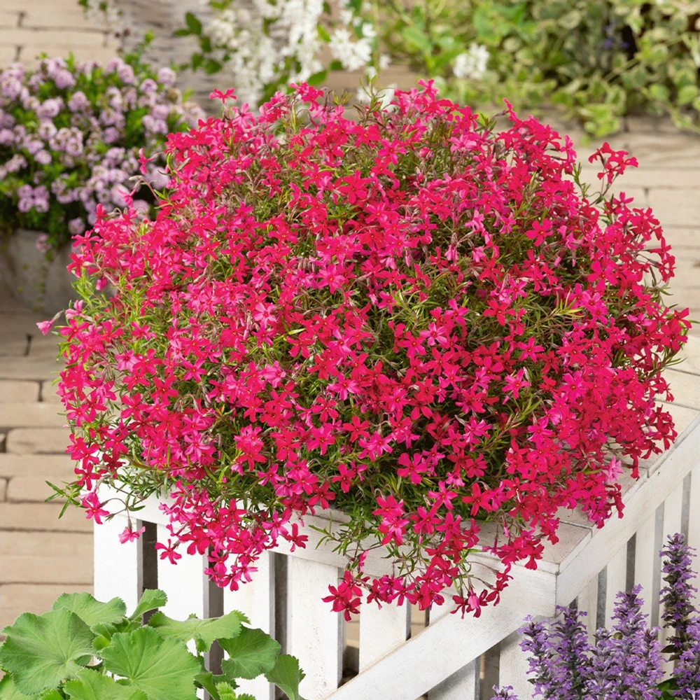 Scarlet Flame Creeping Phlox Live Plant - Red Perennial Flower for Full Sun - Image 2