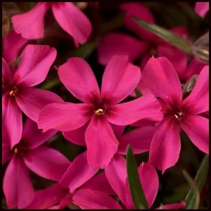 Scarlet Flame Creeping Phlox Live Plant - Red Perennial Flower for Full Sun - Image 3