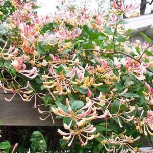 Serotina Honeysuckle Live Plant - Multi-color Trumpet Vine Flower - Starter Plant 2.5x4 inch Pot - Attracts Hummingbirds - Image 2