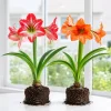 Set of 2 Amaryllis Bulbs for Planting, Mixed Color, Perennial, 4-8 Inch Tall - Image 1
