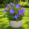 Set of 2 Blue Hibiscus Live Plants - Tropical Shrub, 4-8 Inch Tall - Image 1