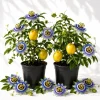 Set of 2 Blue Passiflora Live Plant, Passion Flower Vine, 4-6 Inch Tall, Perennial - Image 1