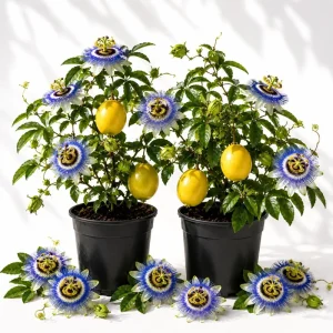 Set of 2 Blue Passiflora Live Plant, Passion Flower Vine, 4-6 Inch Tall, Perennial - Image 1