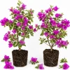 Set of 2 Blueberry Ice Bougainvillea Live Plants, 4-7 Inches Tall, Flowering Vine - Image 1