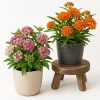 Set of 2 Butterfly Milkweed Live Plants, Asclepias Tuberosa, 4-7 Inch Tall, Outdoor Perennial - Image 1