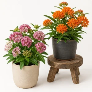 Set of 2 Butterfly Milkweed Live Plants, Asclepias Tuberosa, 4-7 Inch Tall, Outdoor Perennial - Image 1