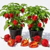 Set of 2 Carolina Reaper Pepper Live Plants - 4-6 Inch Tall Chili Peppers for Planting - Image 1