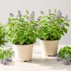 Set of 2 Catnip Live Plants – Perennial Herb – 4-8 Inch Tall – Outdoor & Indoor - Image 1