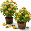 Set of 2 Chapel Hill Gold Lantana Live Plants, Yellow Flowers, 4-7 Inches Tall Outdoor Shrub - Image 1