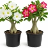 Set of 2 Desert Rose Live Plants – Adenium Succulent – 4-7 Inches Tall – Indoor/Outdoor - Image 1