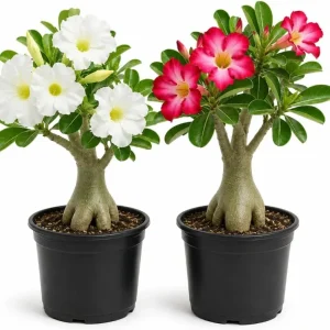 Set of 2 Desert Rose Live Plants – Adenium Succulent – 4-7 Inches Tall – Indoor/Outdoor - Image 1