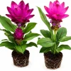 Set of 2 Ginger Curcuma Mix Live Plants - 4-8 Inch Tropical Flowers for Garden & Indoors - Image 1
