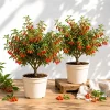 Set of 2 Goji Berry Live Plants, 4-8 Inch Tall, Bare Root, Outdoor Perennial Fruit Bush - Image 1