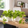 Set of 2 Golden Pothos Live Plants, 5-8 Inch Tall, 4 Inch Pot, Indoor Vining Houseplant - Image 1