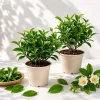 Set of 2 Green Tea Live Plants - Camellia sinensis, 4-8 Inch Tall, Bare Root, Outdoor - Image 1