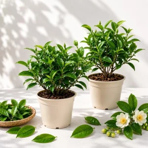 Set of 2 Green Tea Live Plants - Camellia sinensis, 4-8 Inch Tall, Bare Root, Outdoor - Image 1
