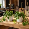 Set of 2 Heartleaf Philodendron Live Plants, 5-8 Inch Tall, 4 Inch Pot, Indoor Houseplant - Image 1