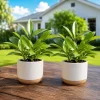 Set of 2 Hoya Sunrise Live Plants, 4-8 Inch Tall, Indoor Outdoor Succulent - Image 1
