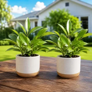 Set of 2 Hoya Sunrise Live Plants, 4-8 Inch Tall, Indoor Outdoor Succulent - Image 1