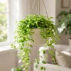 Set of 2 Hoya Variegated Live Houseplants, 4-8 Inch Tall, Indoor/Outdoor - Image 1