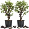 Set of 2 Jaboticaba Live Plant Starters, 1 Ft Tall Black Jabuticaba Fruit Tree for Patio & Indoor Growing - Image 1