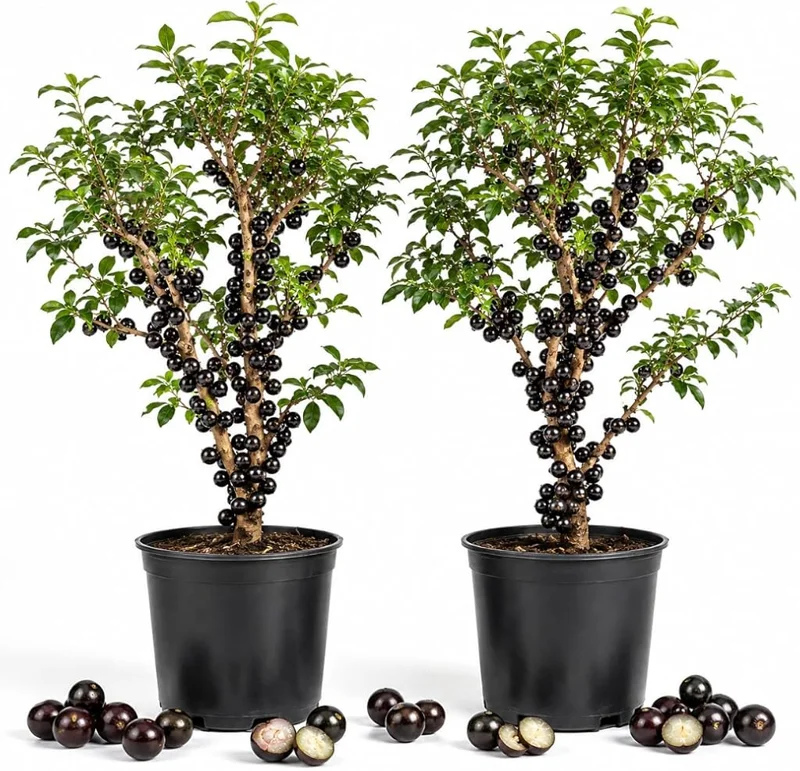 Set of 2 Jaboticaba Live Plant Starters, 1 Ft Tall Black Jabuticaba Fruit Tree for Patio & Indoor Growing - Image 1